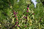 American beautyberry